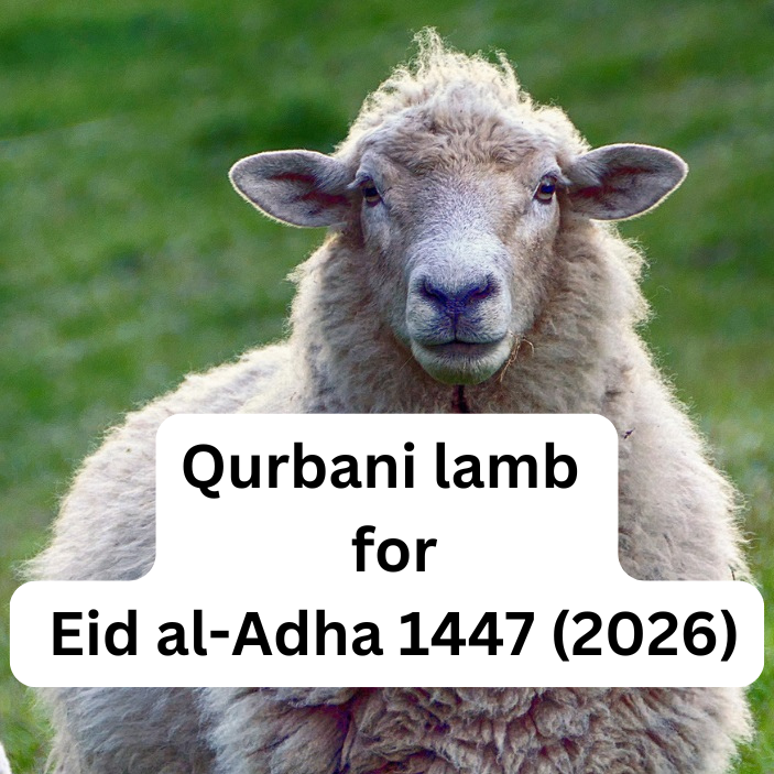 Qurbani lamb for Eid al-Adha 1447 (2026)